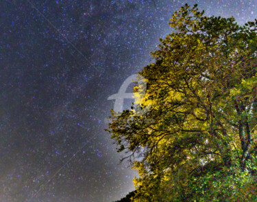 Fotografia zatytułowany „Albero della vita” autorstwa Ilesh, Oryginalna praca, Fotografia cyfrowa