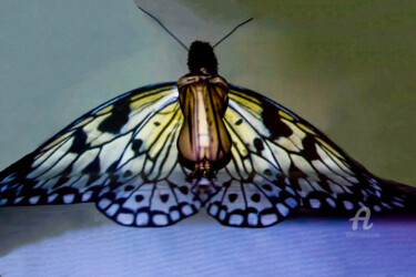 Photographie intitulée "Butterfly" par Johan Van Dreven (jovadre), Œuvre d'art originale, Photographie numérique Monté sur A…