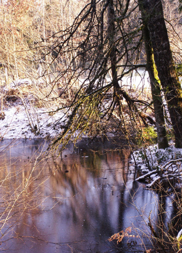 Photography titled "Le vieux sapin" by Ingrid Johann, Original Artwork