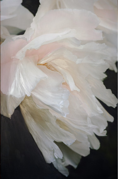 Fotografia intitolato "White tree peony" da Irina Dotter, Opera d'arte originale, Fotografia manipolata Montato su Telaio pe…