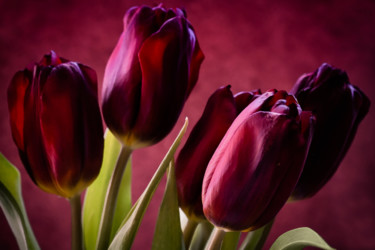 Photographie intitulée "Wine red tulips .." par Irina Dotter, Œuvre d'art originale, Photographie manipulée