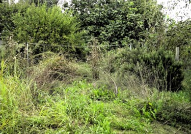 Photographie intitulée "Lost in nature" par Irvin Grassi, Œuvre d'art originale, Photographie numérique