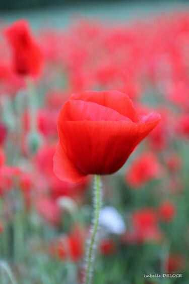 Fotografía titulada "COQUELICOT 4" por Isabelle Deloge, Obra de arte original, Fotografía digital