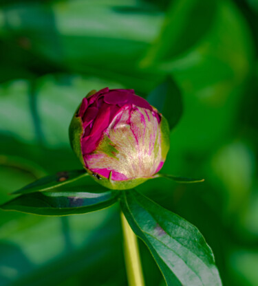 Photographie intitulée "Red peony bud" par Iurii Baklykov, Œuvre d'art originale, Photographie numérique