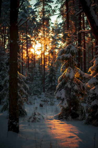 Fotografía titulada "Sunset in the forest" por Ivan Ponomarevsky, Obra de arte original, Fotografía digital