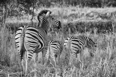 제목이 "Zebras in der Wildn…"인 사진 J. Alfred Lindenthal로, 원작, 디지털
