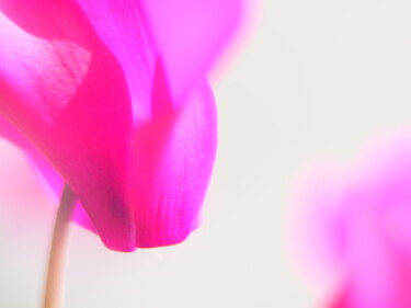 Фотография под названием "Sanfte Blume in Pink" - J. Alfred Lindenthal, Подлинное произведение искусства, Цифровая фотография