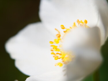 Photographie intitulée "Sanfte Blume in weiß" par J. Alfred Lindenthal, Œuvre d'art originale, Photographie numérique