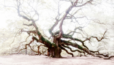 Fotografie getiteld "Old Oak" door John Pingree, Origineel Kunstwerk, Digitale fotografie