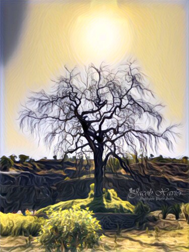 Photography titled "The Naked Tree" by Jacob Xavier, Original Artwork, Digital Photography