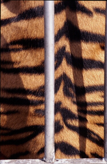 Фотография под названием "Bengali doré - tigr…" - Jacques Jégo, Подлинное произведение искусства