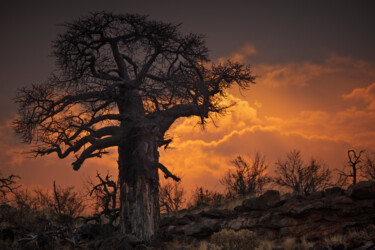 Fotografia intitulada "Baobab Magnificence" por Jade Holing, Obras de arte originais, Fotografia digital