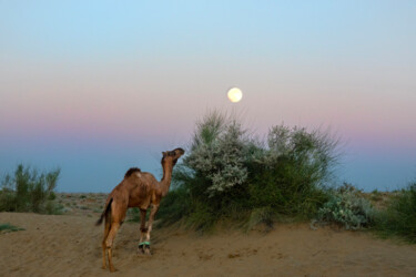 Photographie intitulée "Camel with full moo…" par James Gritz, Œuvre d'art originale, Photographie numérique