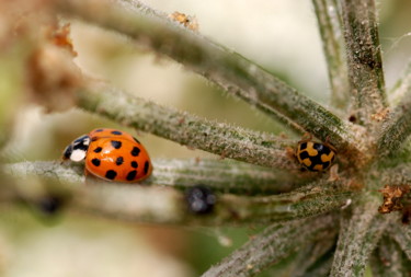 Photography titled "Ladybug" by Jan Schrijver, Original Artwork