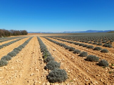 Fotografie getiteld "Valensole en mars.…" door Janie B., Origineel Kunstwerk