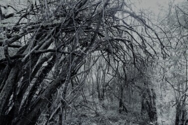 Photographie intitulée "Un peu jungle." par Janie B., Œuvre d'art originale, Photographie numérique