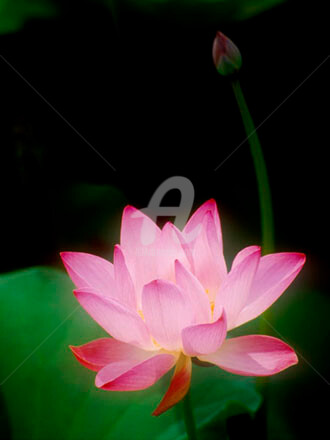 Photographie intitulée "Lotus #33" par Janos Sison, Œuvre d'art originale