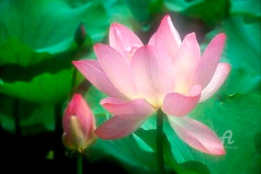 Fotografia intitulada "Lotus #35" por Janos Sison, Obras de arte originais