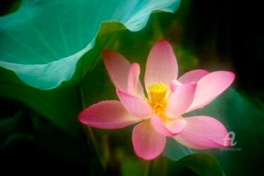 Fotografia intitulada "Lotus #47" por Janos Sison, Obras de arte originais