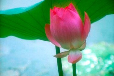 Фотография под названием "Lotus #28" - Janos Sison, Подлинное произведение искусства