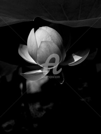 Fotografia intitulada "Lotus #105" por Janos Sison, Obras de arte originais