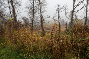 "Following the Fog 3" başlıklı Fotoğraf Jarek Rufer tarafından, Orijinal sanat, Dijital Fotoğrafçılık