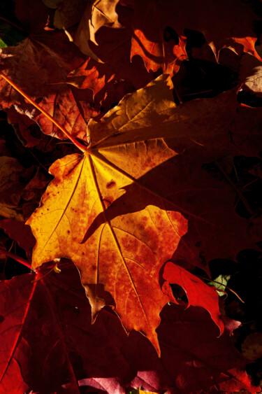 Fotografía titulada "Lanterns of Autumn 1" por Jarek Rufer, Obra de arte original, Fotografía digital