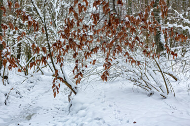 「In the Winter Fores…」というタイトルの写真撮影 Jarek Ruferによって, オリジナルのアートワーク, デジタル