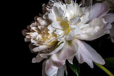Fotografia zatytułowany „Blooming 'White Peo…” autorstwa Jarek Rufer, Oryginalna praca, Fotografia cyfrowa