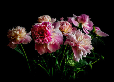 Фотография под названием "Blooming Paeonies 2" - Jarek Rufer, Подлинное произведение искусства, Цифровая фотография