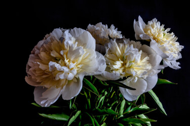 Photography titled "Blooming Peonies 4" by Jarek Rufer, Original Artwork, Non Manipulated Photography