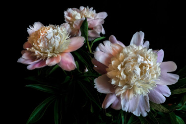 Фотография под названием "Blooming Paeonies 7" - Jarek Rufer, Подлинное произведение искусства, Цифровая фотография