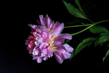 Fotografie getiteld "Blooming Paeonia 1" door Jarek Rufer, Origineel Kunstwerk, Digitale fotografie