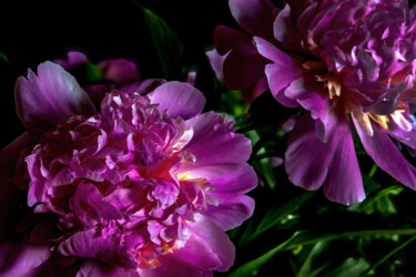 Fotografia intitolato "Blooming Paeonies 9" da Jarek Rufer, Opera d'arte originale, Fotografia digitale