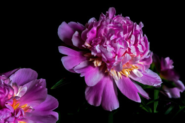Fotografie getiteld "Blooming Paeonies 10" door Jarek Rufer, Origineel Kunstwerk, Niet gemanipuleerde fotografie