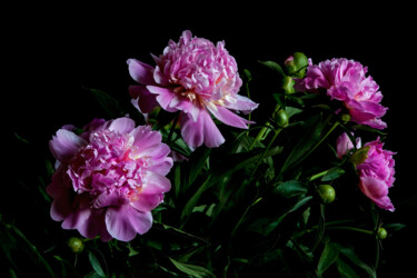 "Blooming Paeonies" başlıklı Fotoğraf Jarek Rufer tarafından, Orijinal sanat, Dijital Fotoğrafçılık