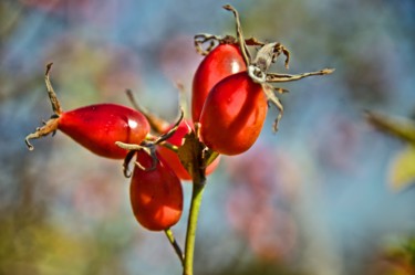 Photographie intitulée "rose sauvage /wild…" par Jarek Witkowski, Œuvre d'art originale