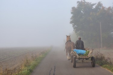 Fotografie mit dem Titel "cheval dans le brou…" von Jarek Witkowski, Original-Kunstwerk