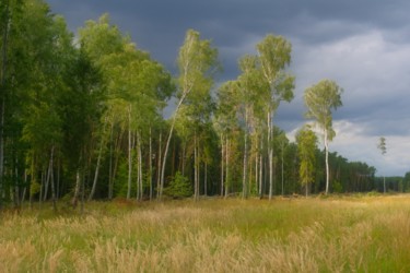 Photographie intitulée "forêt de bouleaux" par Jarek Witkowski, Œuvre d'art originale