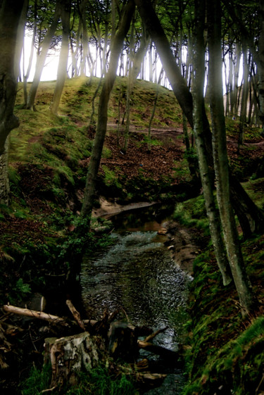 Photographie intitulée "ruisseau dans une f…" par Jarek Witkowski, Œuvre d'art originale