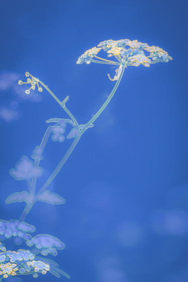 Fotografia intitolato "fleurs de prairie" da Jean-Christophe Mandelli, Opera d'arte originale, Fotografia digitale