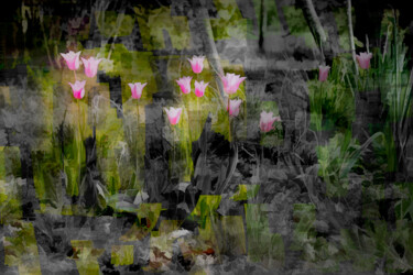 Photography titled "Premières Tulipes" by Jean-Christophe Mandelli, Original Artwork, Digital Photography