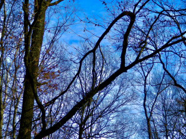 "Forêt bleue" başlıklı Fotoğraf Jc Nicolai / Ialokinne tarafından, Orijinal sanat, Dijital Fotoğrafçılık