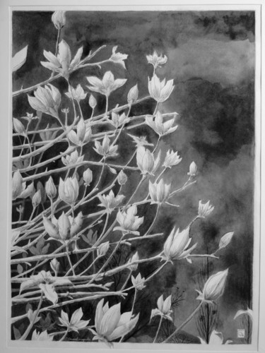 제목이 "Grand magnolia"인 그림 Jean-Christophe Sylvos로, 원작, 잉크