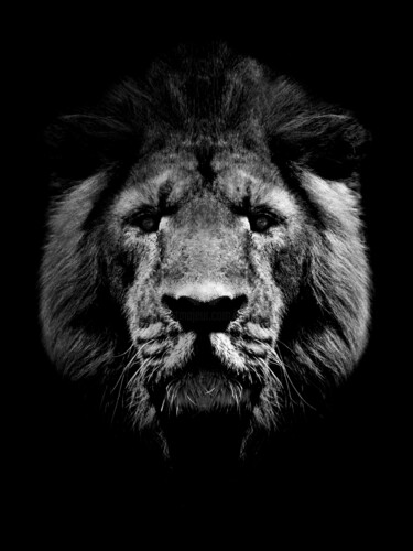 Fotografie getiteld "Lion d'Asie" door Jean Charles Ouvrard, Origineel Kunstwerk, Digitale fotografie Gemonteerd op Metaal