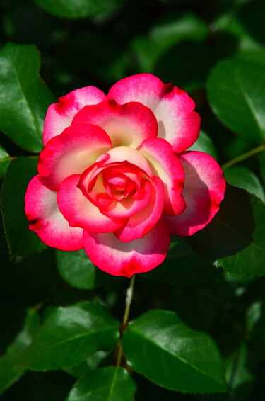 Photographie intitulée "Rosemarie" par Jean-Guy Alarie, Œuvre d'art originale, Photographie non manipulée