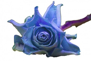 Fotografía titulada "Rose Bleue 3" por Jean-Luc Bohin, Obra de arte original