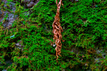 Photography titled "DEAD LEAF & MOSS" by Jean-Luc Bohin, Original Artwork