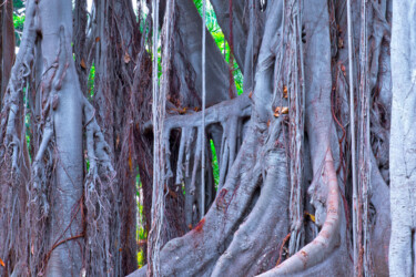Photographie intitulée "BANYAN TREE" par Jean-Luc Bohin, Œuvre d'art originale