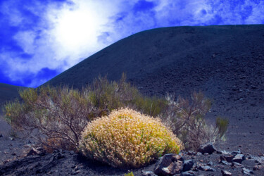 Photographie intitulée "ARDENT BUSH at FASN…" par Jean-Luc Bohin, Œuvre d'art originale